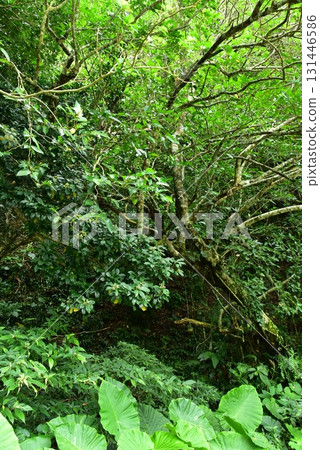 Plants along the forest road Plants along the forest road 131446586