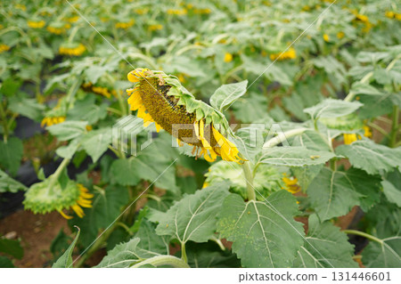 Sunflowers Bowing in Heavy Rain 131446601