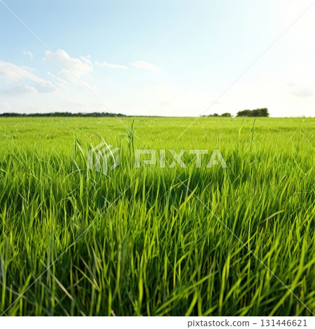 an AI Image Generator, Vibrant Green Grass Border On White Background an AI Image Generator, Vibrant Green Grass Border On White Background 131446621