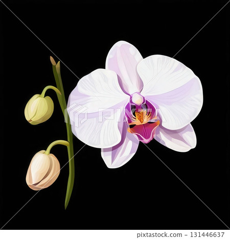 an AI Image Generator, Elegant White Orchid Duo With Pink Center Against Magenta 131446637