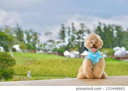 一隻玩具貴賓犬在藜麥田裡隨風飄舞 一隻玩具貴賓犬在藜麥田裡隨風飄舞 131446661