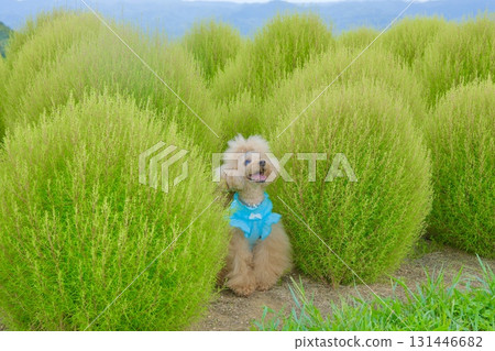 A toy poodle blowing in the wind in a kochia field 131446682
