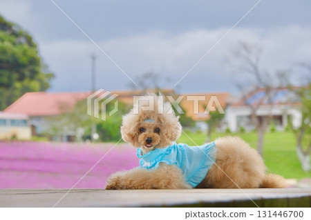 一隻玩具貴賓犬被矮牽牛花包圍 131446700