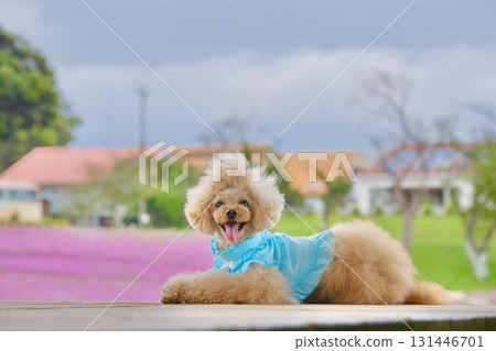 一隻玩具貴賓犬被矮牽牛花包圍 131446701