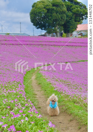 一隻玩具貴賓犬被矮牽牛花包圍 131446702