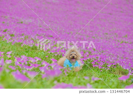 一隻玩具貴賓犬被矮牽牛花包圍 一隻玩具貴賓犬被矮牽牛花包圍 131446704