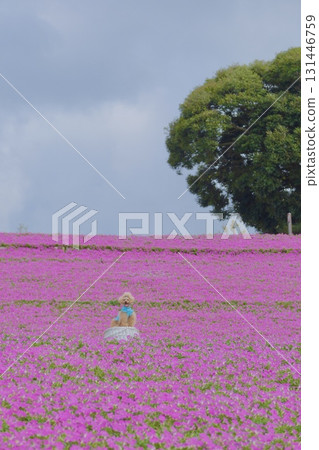 一隻玩具貴賓犬被矮牽牛花包圍 一隻玩具貴賓犬被矮牽牛花包圍 131446759