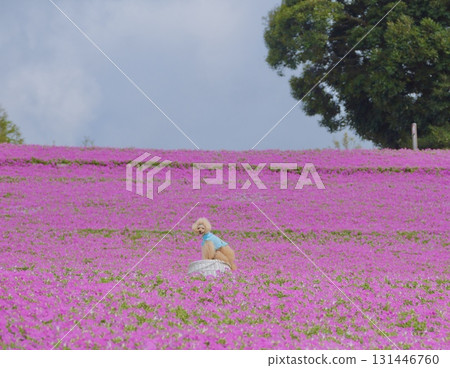 A toy poodle surrounded by petunias A toy poodle surrounded by petunias 131446760