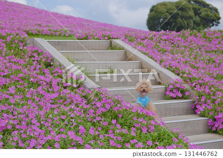 A toy poodle surrounded by petunias A toy poodle surrounded by petunias 131446762