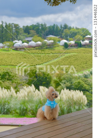 Toy poodle blowing in the wind on the deck 131446822