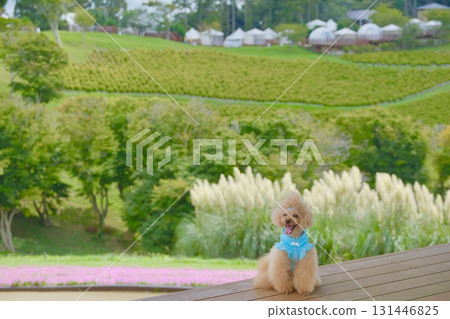Toy poodle blowing in the wind on the deck 131446825