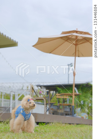 Toy poodle in the cafe garden 131446884