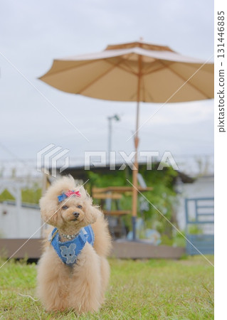 Toy poodle in the cafe garden 131446885