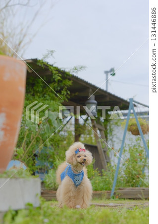 咖啡館花園裡的玩具貴賓犬 131446886