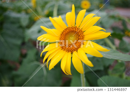 Close-up Sunflower Bloom with Scenic Field Background Close-up Sunflower Bloom with Scenic Field Background 131446897
