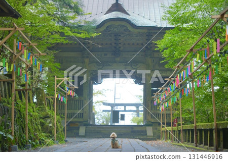 Shrine wind chimes and a toy poodle Shrine wind chimes and a toy poodle 131446916