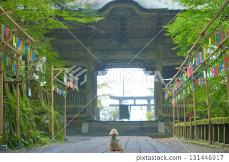 Shrine wind chimes and a toy poodle 131446917