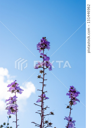 紫色千屈菜花 紫色千屈菜花 131446962