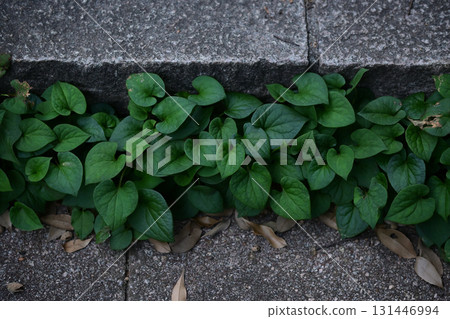 樓梯縫隙中長出的魚腥草 131446994