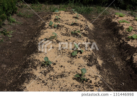 Rice husk mulch Rice husk spreading 131446998