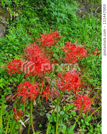 Multiple cluster amaryllis flowers blooming in autumn Multiple cluster amaryllis flowers blooming in autumn 131447009