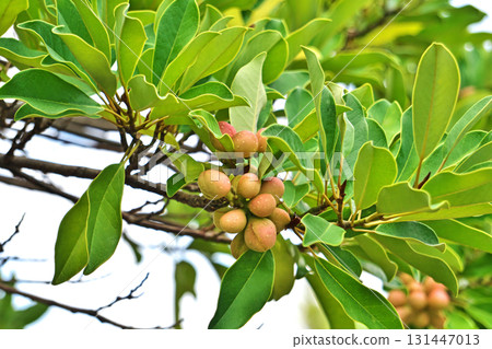 The fruits of the oatmeal tree are starting to turn a little color (autumn, September) 131447013