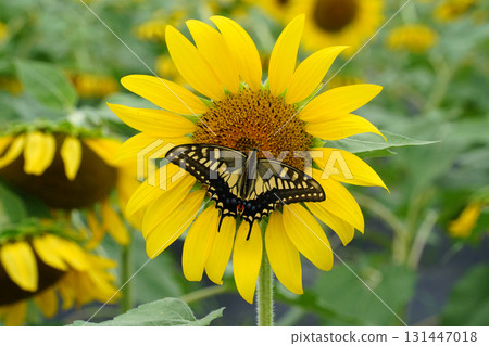 Close-up of a Tiger Butterfly Resting on a Vibrant Sunflower 131447018