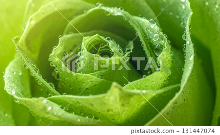 Water droplets on green rose flower Beauty background Water droplets on green rose flower Beauty background 131447074
