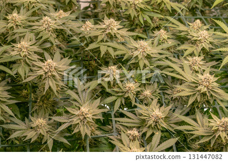 female blossom marijuana SoG Sea of Green net hemp cultivation technique Growing pot indoor bloom stage growth Medical female blossom marijuana SoG Sea of Green net hemp cultivation technique Growing pot indoor bloom stage growth Medical 131447082