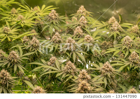 female blossom marijuana SoG Sea of Green net hemp cultivation technique Growing pot indoor bloom stage growth Medical 131447090