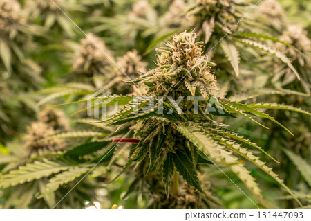 female blossom marijuana SoG Sea of Green net hemp cultivation technique Growing pot indoor bloom stage growth Medical 131447093