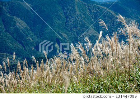 搖曳在風中的日本蒲葦 131447099