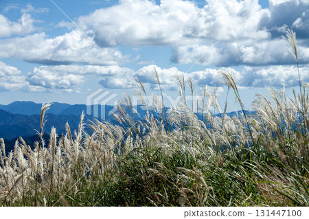 Japanese pampas grass swaying in the wind and the Southern Alps as seen from Chausuyama Plateau Japanese pampas grass swaying in the wind and the Southern Alps as seen from Chausuyama Plateau 131447100
