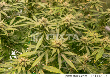 female blossom marijuana SoG Sea of Green net hemp cultivation technique Growing pot indoor bloom stage growth Medical female blossom marijuana SoG Sea of Green net hemp cultivation technique Growing pot indoor bloom stage growth Medical 131447104