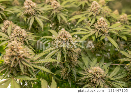 female blossom marijuana SoG Sea of Green net hemp cultivation technique Growing pot indoor bloom stage growth Medical 131447105