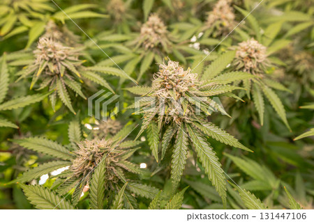 female blossom marijuana SoG Sea of Green net hemp cultivation technique Growing pot indoor bloom stage growth Medical female blossom marijuana SoG Sea of Green net hemp cultivation technique Growing pot indoor bloom stage growth Medical 131447106