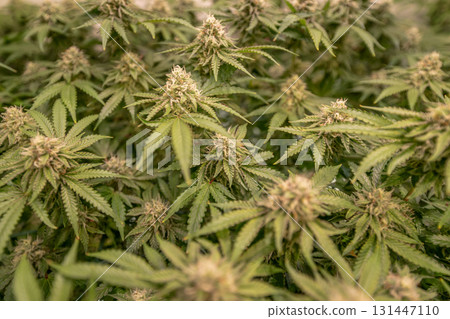 female blossom marijuana SoG Sea of Green net hemp cultivation technique Growing pot indoor bloom stage growth Medical 131447110
