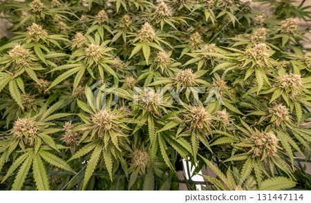 female blossom marijuana SoG Sea of Green net hemp cultivation technique Growing pot indoor bloom stage growth Medical female blossom marijuana SoG Sea of Green net hemp cultivation technique Growing pot indoor bloom stage growth Medical 131447114
