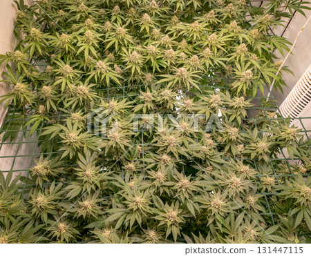 female blossom marijuana SoG Sea of Green net hemp cultivation technique Growing pot indoor bloom stage growth Medical 131447115