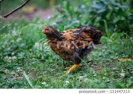Chicken in permaculture garden 131447215