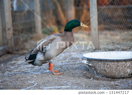 Indian Runner duck in permaculture garden, in winter 131447217