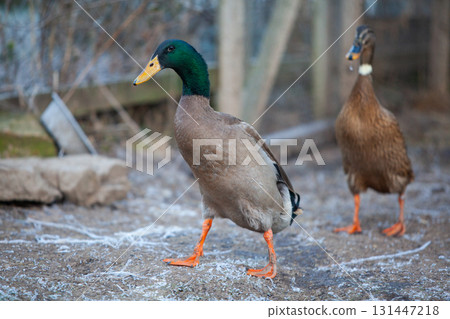 Indian Runner duck in permaculture garden, in winter 131447218