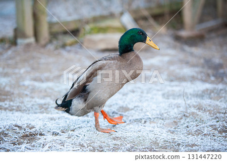 Indian Runner duck in permaculture garden, in winter 131447220