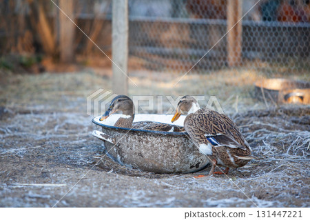 Indian Runner duck in permaculture garden, in winter Indian Runner duck in permaculture garden, in winter 131447221