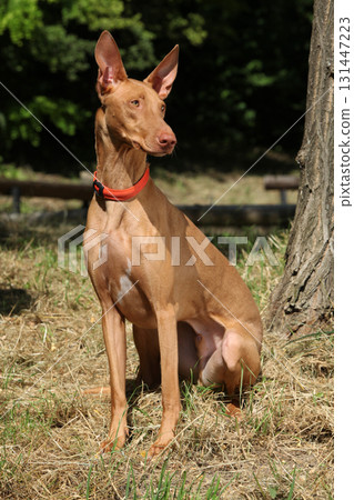 Amazing dog Pharaoh Hound in summer 131447223