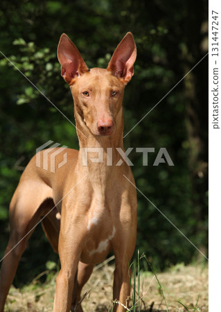 Amazing dog Pharaoh Hound in summer 131447247