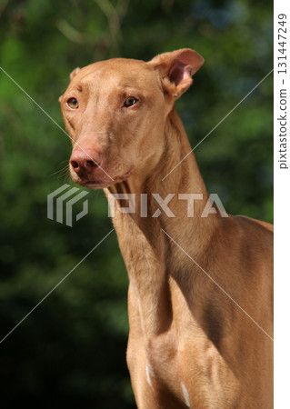 Amazing dog Pharaoh Hound in summer 131447249