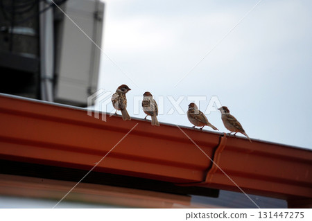 Sparrows sitting side by side on the eaves under a cloudy sky 131447275
