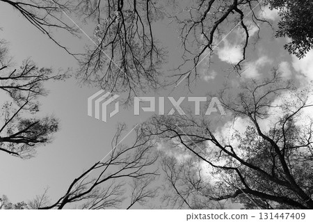 In the winter forest 131447409