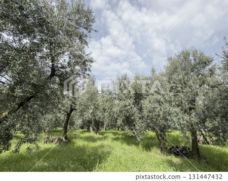 olive trees in the field under blue sky in a sunny day olive trees in the field under blue sky in a sunny day 131447432
